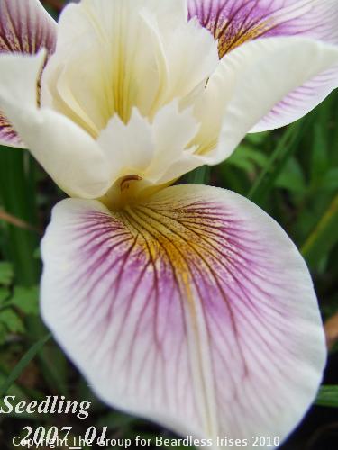 pci seedling 2007_01